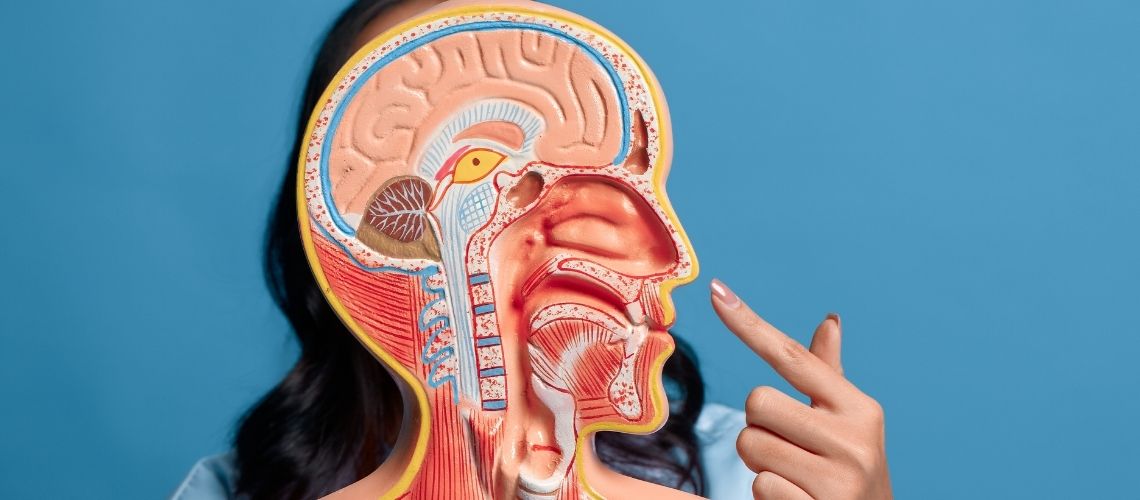 Burun Anatomisi ve İşlevi